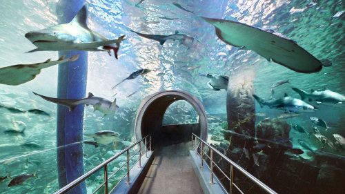 シーライフ・メルボルン水族館